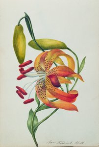 Tiger Lily