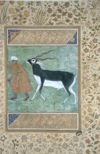 An Indian black buck being led by its keeper, c.1616