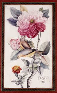 Gul-o Bulbul, c. 1849-50