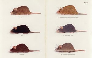Mice