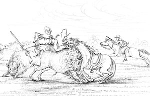 Buffalo Attacking a Cowboy on a Horse