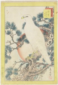No. 1, White Falcon and Five-Needled Pine, 1859 by Nakayama Sugakudo