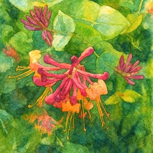 Colorful Honeysuckle Blooms