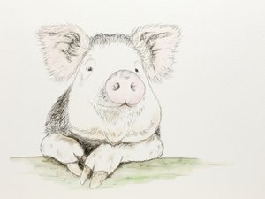 Cute Watercolor Pig by Natalie Bruns