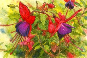 Vibrant Fuchsia Blooms
