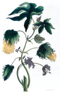 Gossypium - Cotton Plant, 1823