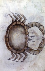 A crab, zodiac sign for Cancer by Netherlandish School
