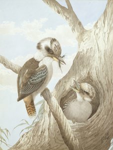 Kookaburras Feeding at a Nest in a Tree, 1892