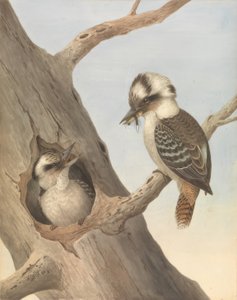 Kookaburra (Laughing Hans)