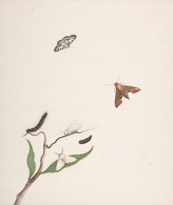 A Caterpillar and Two Moths on a Branch and Two Butterflies by Nicolaas Struyk
