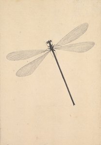 A Dragonfly