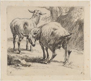 Two Sheep, One Pissing