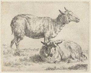 Standing and Lying Sheep