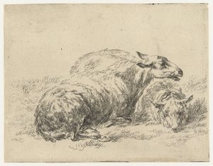 Two Lying Sheep