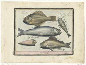 Cod, Shrimp, Smelt, and Perch (Libelivs varia Genera piscium complectens) (Freshwater Fish, Sea Fish, Frogs, Crustaceans, and Sea Creatures)