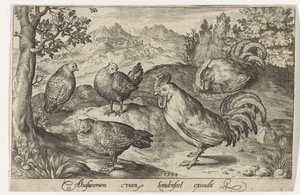 Three Chickens and Two Roosters Birds and Insects (series title)