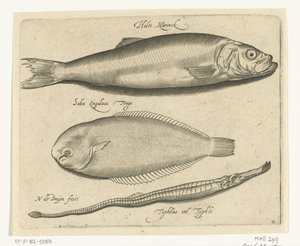 Herring, Sole, and Needlefish (Libelivs Varia Genera Piscium Complectens) (Freshwater Fish, Sea Fish, Frogs, Crustaceans, and Sea Creatures)