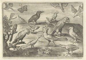 Hoopoe and Other Birds (series title: Birds and Insects)
