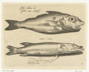 Haddock and Pike by Nicolaes de Bruyn