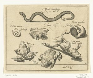 Water Snake, Frogs and Toads, Freshwater Fish, Sea Fish, Frogs, Crustaceans and Sea Creatures (series title) by Nicolaes de Bruyn