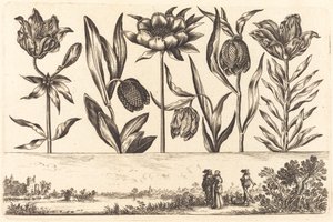 Flower Print No.11 by Nicolas Cochin after Balthasar Moncornet