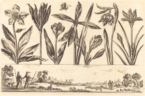 Flower Print No.4 by Nicolas Cochin after Balthasar Moncornet