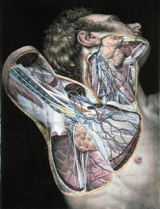 Cross-section of the right hand side of the face and neck, plate from 