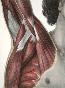 The Shoulder and Axilla, from 