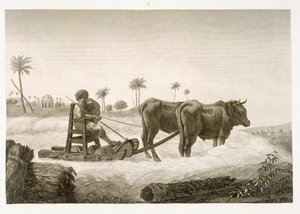 Harvesting Corn, from Volume II Arts and Trades of 