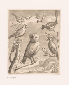 Owl and Other Birds by Nicolas Robert (possibly)