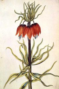 Fritilleria