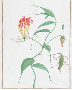 Gloriosa Superba Climbing Lily, ca. 1660