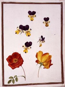 Six Heads of Pansies and Two Rosa Foetida (Austrian Briar)