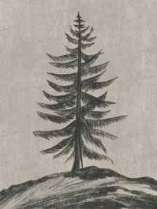 Solitary Pine Tree by Nikita Jariwala