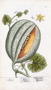 A Melon