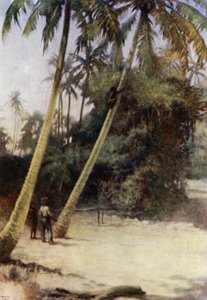 Solomon Island Boy climbing after green cocoa-nuts, near Gavutu, New Florida by Norman Hardy