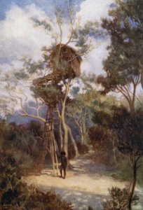 Tree House in British New Guinea by Norman Hardy