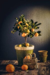 Rustic Citrus Still Life by Nour Al-Dien Mahmoud