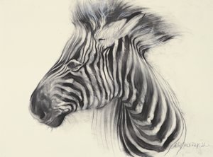 Baby Zebra