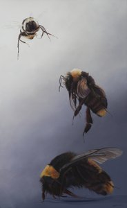 Bombus flight 2