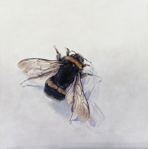 Bombus terrestris 11