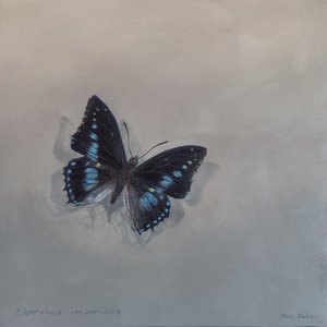 Charaxes Imperialis 1 (a), 2014