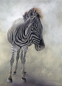 Equus burchelli 1