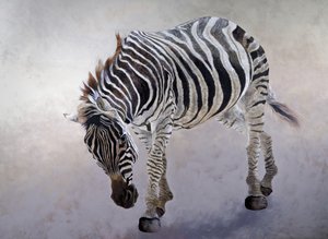Equus burchelli 2