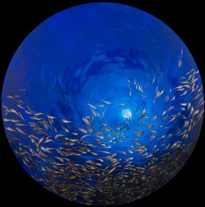 Glass fish 2