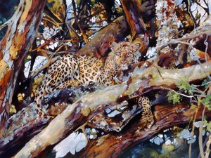 Kenyan Leopard