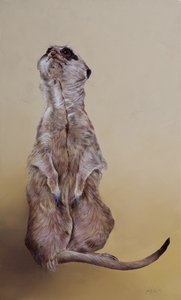 Meerkat 3