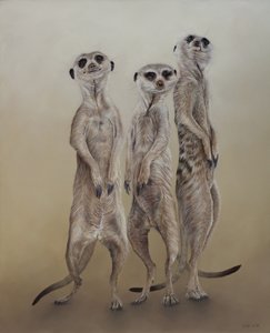 Meerkats