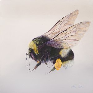 Pollen Sac 2, 2011