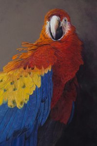 Scarlet macaw 3 (detail)